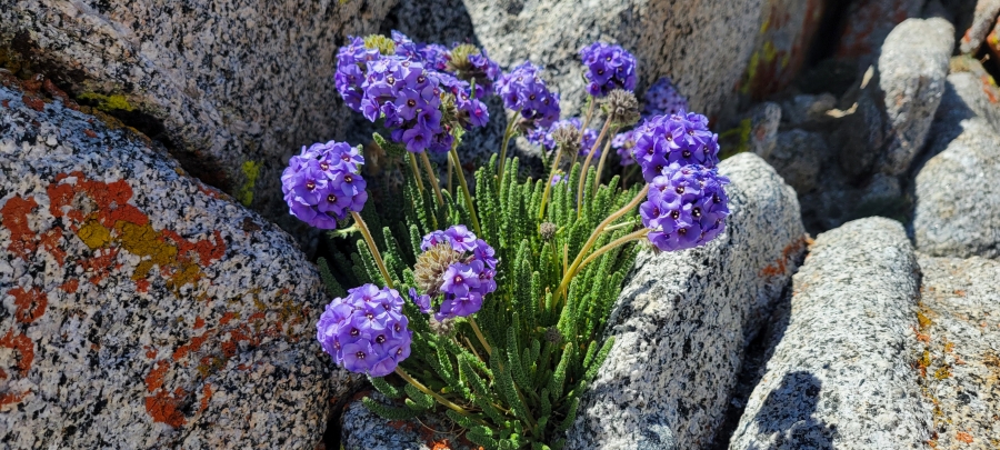 Purple flowers called sky pilots growing amongst granite rocks.