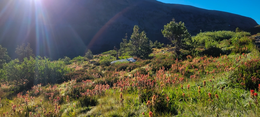 Landscape of sun rays shining on wildflowers.