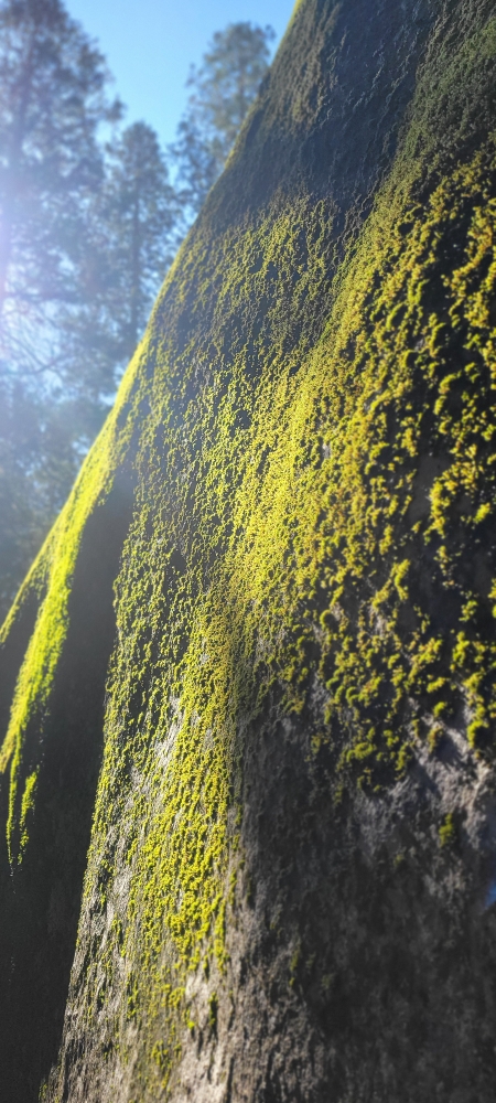 Close-up of green moss growing on rock surface.